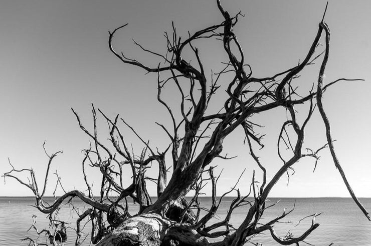 New Orleans Monochrom Workshop with Richard Sexton | Thurs, Mar. 10 - Sun, Mar. 13, 2016